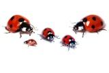 coccinelle relations